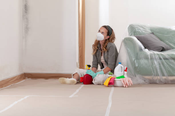 Trusted Mold Inspection service in Hanscom AFB, MA - Cheap Mold Removal