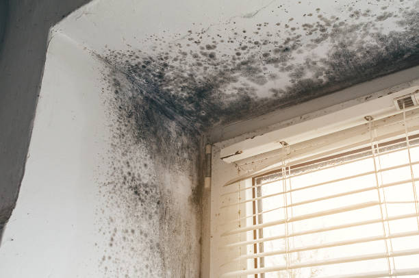 Trusted Attic Mold Removal service in Hanscom AFB, MA - Cheap Mold Removal